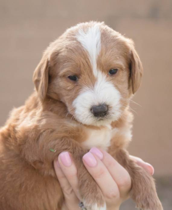 f1labradoodle-img