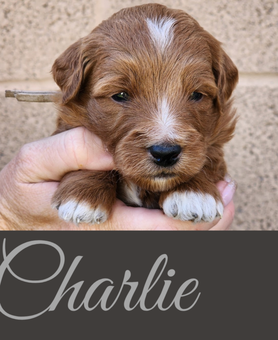 Charlie