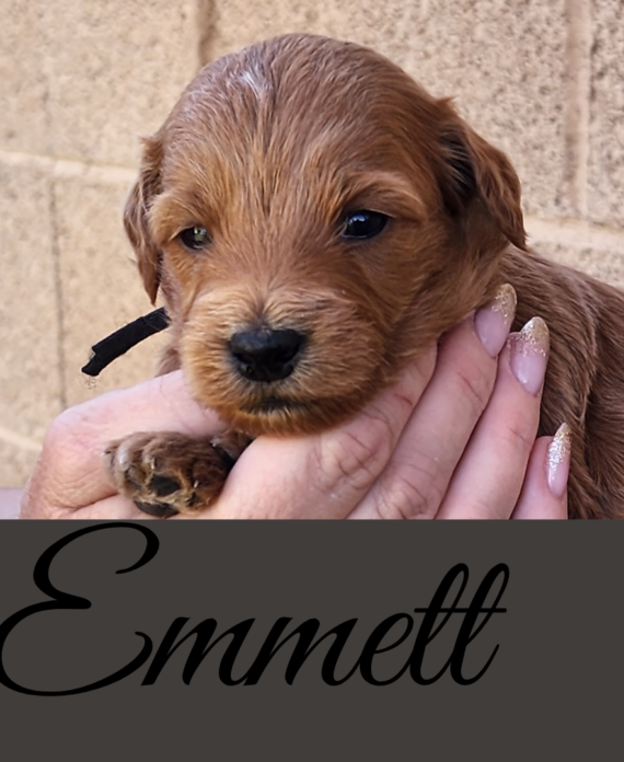 Emmett